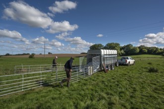 Shepherds build a ferch and prepare sheep load with a double-decker animal transporter on the