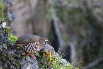 Red-legged partridge (Alectoris rufa), Madeira, Portugal