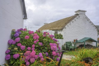 Hydrangeas and straw covered houses in the open-air museum, Glencolmcille, County Donegal, Ireland
