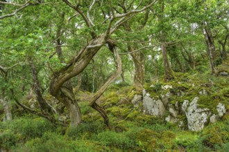 Old oak forest and moss, Glenveagh National Park, Cross Roads, County Donegal, Ireland