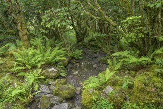 Mossy forest and ferns at St Colman's Chapel and Sacred Spring, Burren, Keelhilla, Carran, County