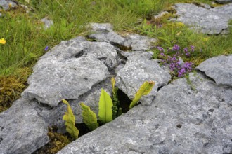 Karst landscape of the Burren, Keelhilla, Carran, County Clare, Ireland