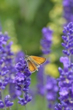 Large skipper (Ochlodes venatus), collecting nectar from a flower of Common lavender (Lavandula