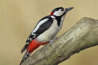 Great spotted woodpecker (Dendrocopos major), male, sitting on a branch, wildlife, animals, birds,