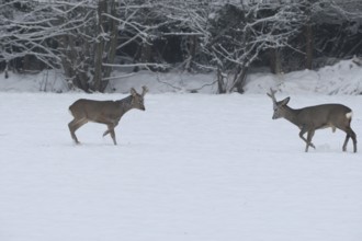 Roe deer (Capreolus capreolus) Bucks in velvet antlers sit with their forelegs in the snow on the