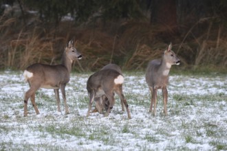 Roe deer (Capreolus capreolus) doe (left and right) and two buck fawns in the snow at the Kirrung