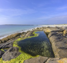 Tide pools with green algae on Gurteen Beach, Roundstone, County Galway, Ireland