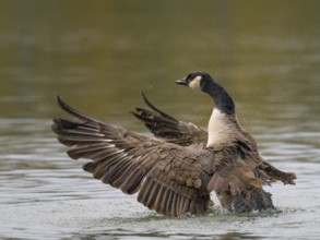 A Canada goose flaps its wings after plumage care, Ümminger See, Bochum, North Rhine-Westphalia,