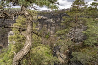 Rock formation and forest in the Bohemian Switzerland National Park near Hrensko, Czech Republic