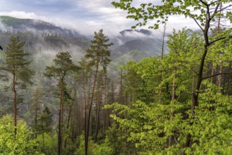 Fog in the forest of Bohemian Switzerland National Park near Hrensko, Czech Republic
