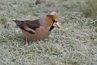Hawfinch (Coccothraustes coccothraustes) searching for food in winter, North Rhine-Westphalia,