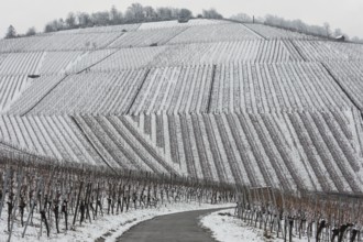 Snowy vineyards in the Stuttgart region in winter. Winter view of the vineyards in Fellbach,