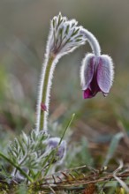 Meadow Pasque Flower, Meadow Pasque Flower, Black Pasque Flower (Pulsatilla pratensis), flower in