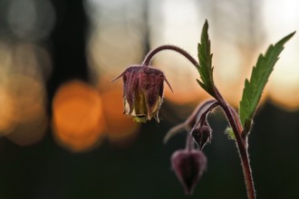 Brooklime (Geum rivale), flowering in the evening light, Peene Valley nature park Park,