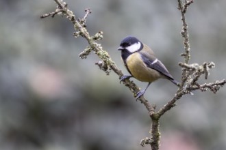Great Tit (Parus major), Emsland, Lower Saxony, Germany