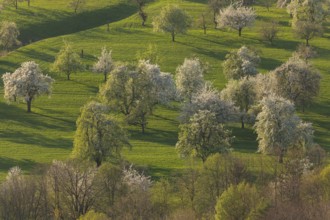 Blooming orchards on the Albtrauf near Neidlingen at sunset
