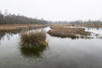 Autumn moor landscape, Emsland, Lower Saxony, Germany