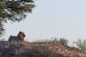 African lion (Panthera leo), adult male lying on a sand dune, in the shade of trees, looking