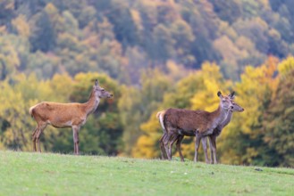 A herd of red deer cows (Cervus elaphus) stands in a meadow. In the background, a forest can be