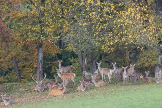 A large herd of red deer (Cervus elaphus) rests in hilly terrain on a meadow at the edge of the