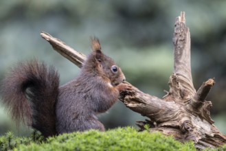 Squirrel (Sciurus vulgaris), Emsland, Lower Saxony, Germany