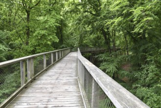 Treetop Trail on Rügen, Natural Heritage Center, Mechlenburg-Vorpommern, Germany