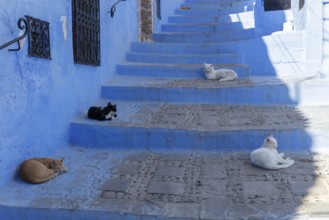 MAR, Chefchaouen, Medina