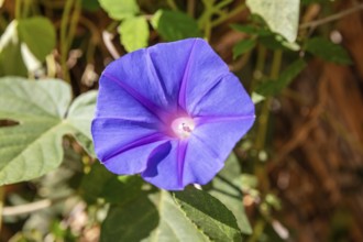 MAR, Chefchaouen, Medina
