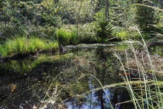 D, Sterntaler, Felze