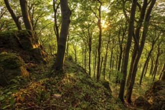 View from cliffs of the Ith into an atmospheric beech forest in the evening light,