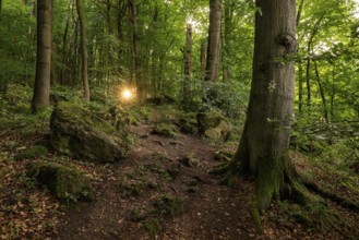 The sun shines through the trees of a beech forest on an inviting hiking trail, Ith-Hils-Weg, Ith,