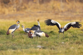 Crowned Crane (Balearica regulorum) Courtship behaviour Zambia