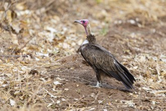 Black-capped vulture (Necrsoyrtes monachus) Zambia