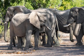 Herd of African elephants (Loxodonta africana), desert elephants, riverbed of the Ugab River,