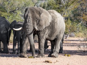 African elephants (Loxodonta africana), bull and herd, desert elephant, in the riverbed of the Ugab