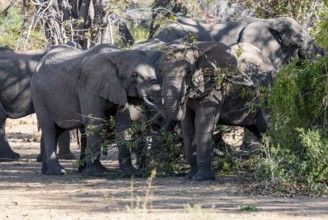 African elephants (Loxodonta africana) eating leaves on a tree, desert elephants, riverbed of the