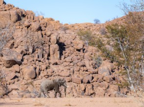 African elephant (Loxodonta africana), desert elephant, in the riverbed of the Ugab River, desert