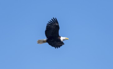 Bald eagle (Haliaeetus leucocephalus) in flight against a blue sky, Anchor Point, Alaska, USA
