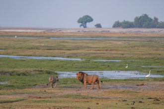 Maned lion and lioness, lion (Panthera leo), Ihaha, Chobe National Park, Botswana