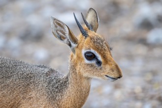 Damara dik-dik or kirk dik-dik (Madoqua kirkii), adult animal in the undergrowth, Etosha National