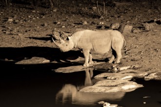 Night shot, black rhino (Diceros bicornis), Okaukuejo waterhole, Etosha National Park, Namibia