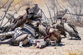 White-backed vulture (Gyps africanus) with bloody head sitting on the head of a dead plains zebra