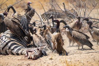 Many white-backed vultures (Gyps africanus), vultures feeding on carcasses, Etosha National Park,
