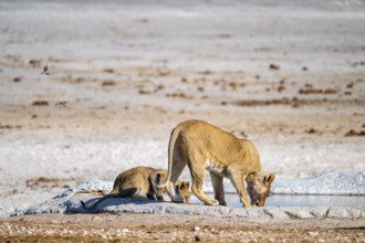 Lion (Panthera leo), with young at the waterhole, Nebrowni waterhole, Etosha National Park, Namibia
