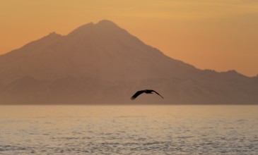 Bald eagle (Haliaeetus leucocephalus) flying in front of mountain silhouettes of the Aleutian chain