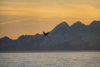 Bald eagle (Haliaeetus leucocephalus) flying in front of mountain silhouettes of the Aleutian chain