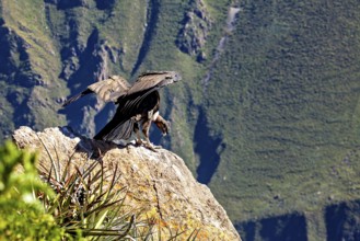 A condor spreads its wings on a rock in a green mountain landscape, The Andean condor (Vultur
