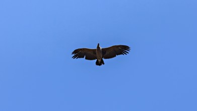 A condor can be seen from below with outstretched wings in the clear blue sky, The Andean condor