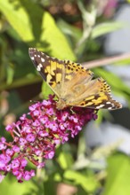 Thistle butterfly (Vanessa cardui) on a Buddleja davidii flower, Wilnsdorf, North Rhine-Westphalia,