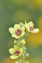 Dark mullein (Verbascum nigrum), flowers, inflorescence, in a natural garden, close-up, Wilnsdorf,